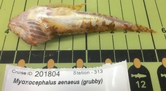 Myoxocephalus aenaeus