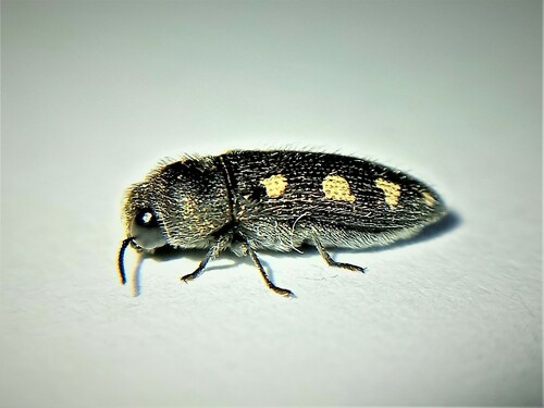 Representative image of Acmaeodera bipunctata bipunctata