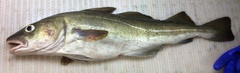 Gadus morhua