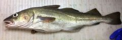 Gadus morhua