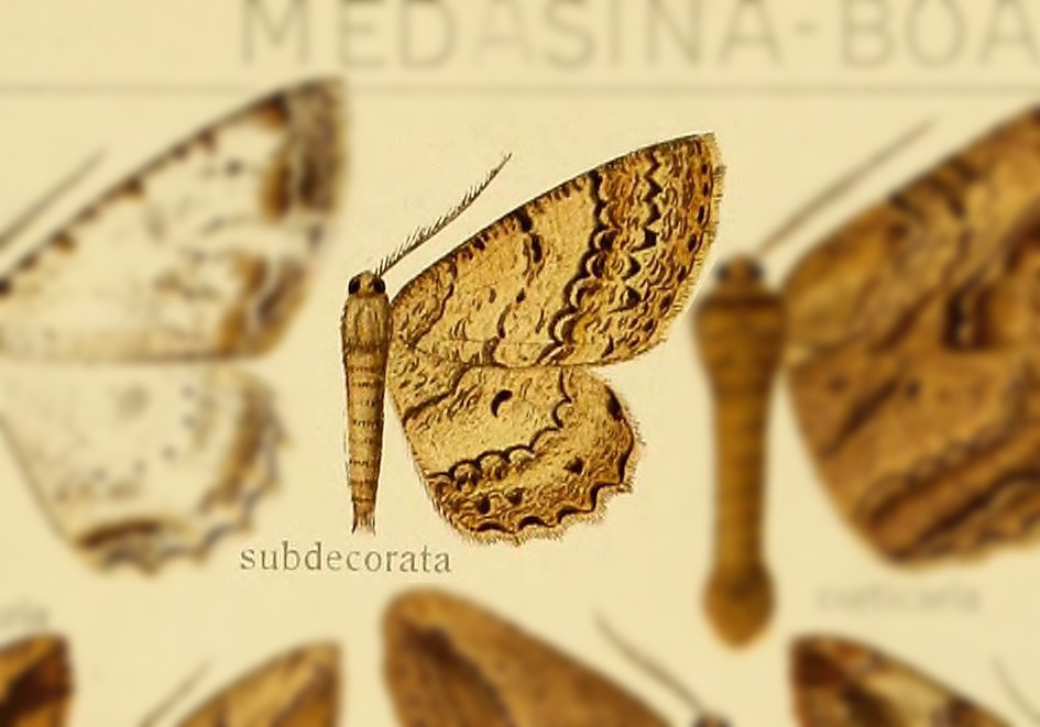 Chorodna subdecorata