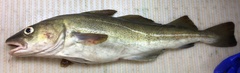 Gadus morhua