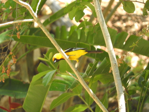 Orange Oriole (Icterus auratus), photo 9