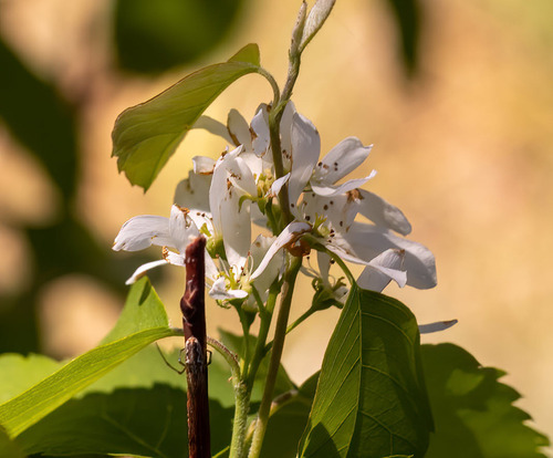 iNaturalist observation 2021-06-13