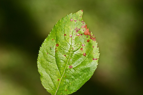 Eutypella juglandicola, 2023-05-05