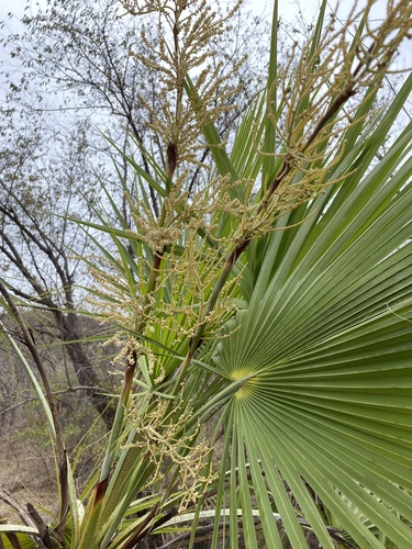 Brahea aculeata, photograph 3