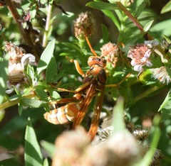 Polistes apachus texanus