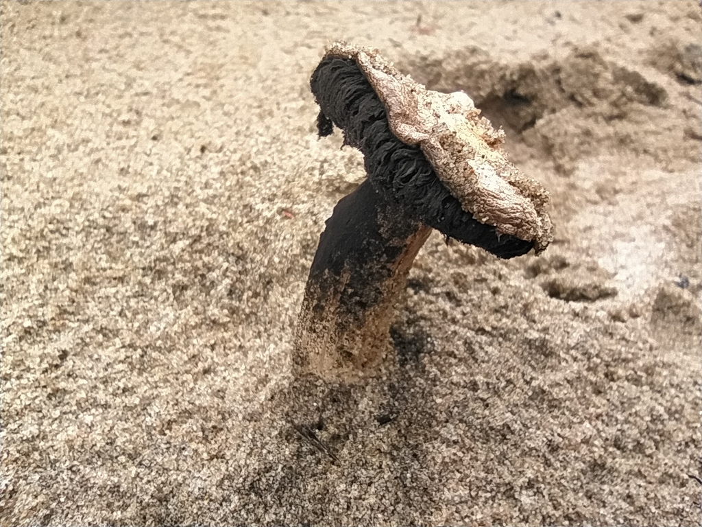 Agaricus aridicola