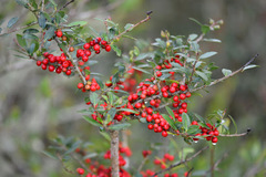 Ilex vomitoria image