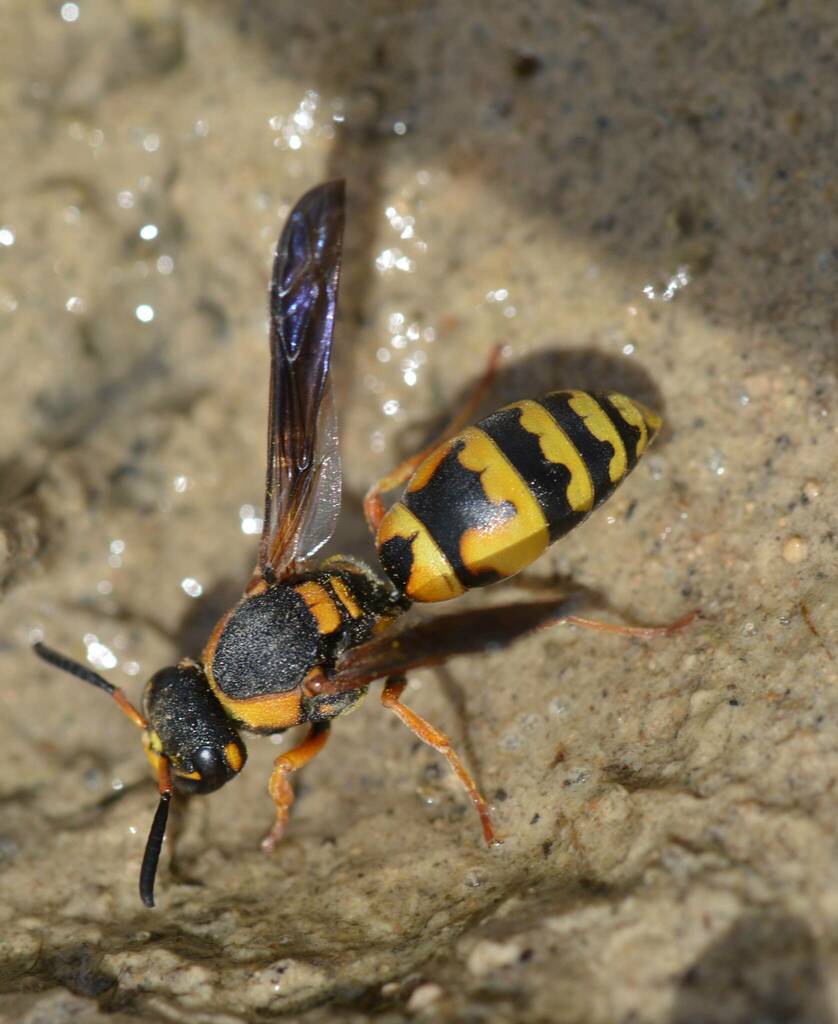 Tropidodynerus flavus
