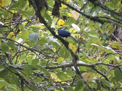 Cyanocorax melanocyaneus