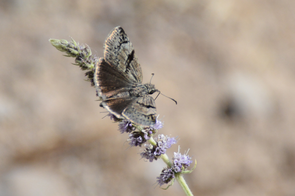 Inky Skipper