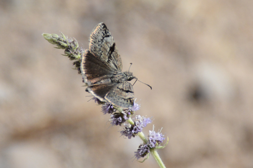 Inky Skipper