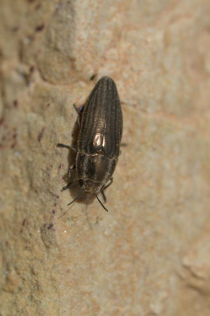 Sphenoptera rauca