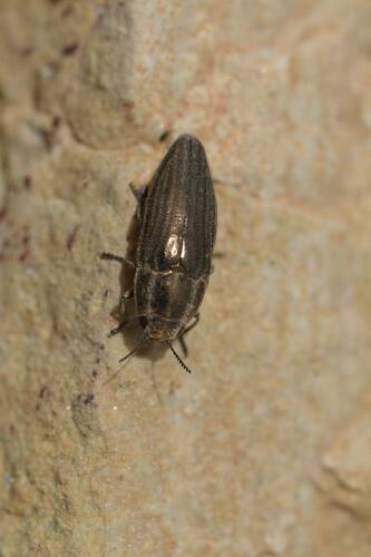 Sphenoptera rauca