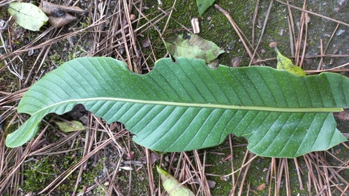 Image of Niphidium crassifolium by (c) Patrícia Mees, some rights reserved (CC BY)