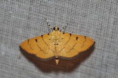 Lygropia cernalis