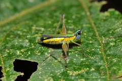 Eumastacidae