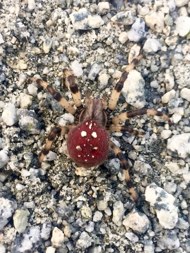 Araneus quadratus