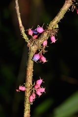 Miconia trichocalyx