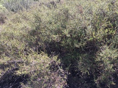 Lonicera subspicata subspicata