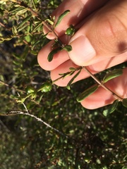 Lonicera subspicata subspicata