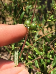 Lonicera subspicata subspicata