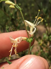 Lonicera subspicata subspicata