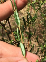 Lonicera subspicata subspicata