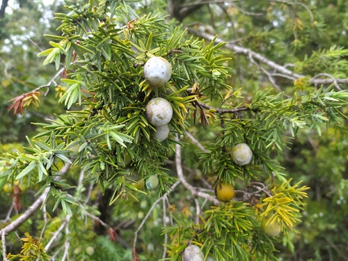 Oxycèdre à gros fruits