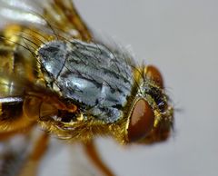 Calliphora hilli
