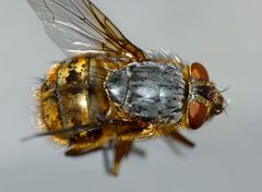 Calliphora hilli