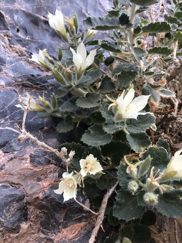 Desert stingbush (Eucnide urens)