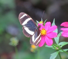 Heliconius pachinus