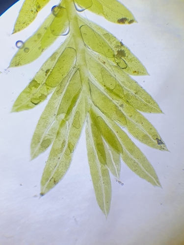 Image of Fissidens gracilifolius by no rights reserved