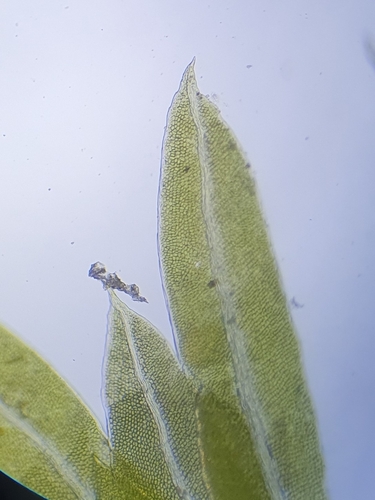 Image of Fissidens gracilifolius by no rights reserved