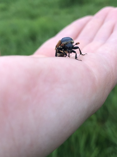 Vespillo Burying Beetle, Mantjeskade, Schipluiden, Zuid-Holland, NL, photo 7 of 10