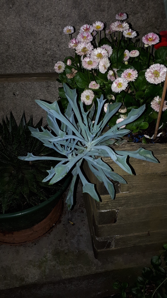 Senecio kleiniiformis