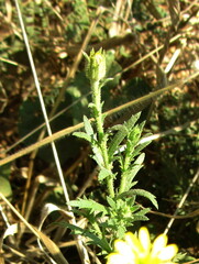 Osteospermum muricatum image
