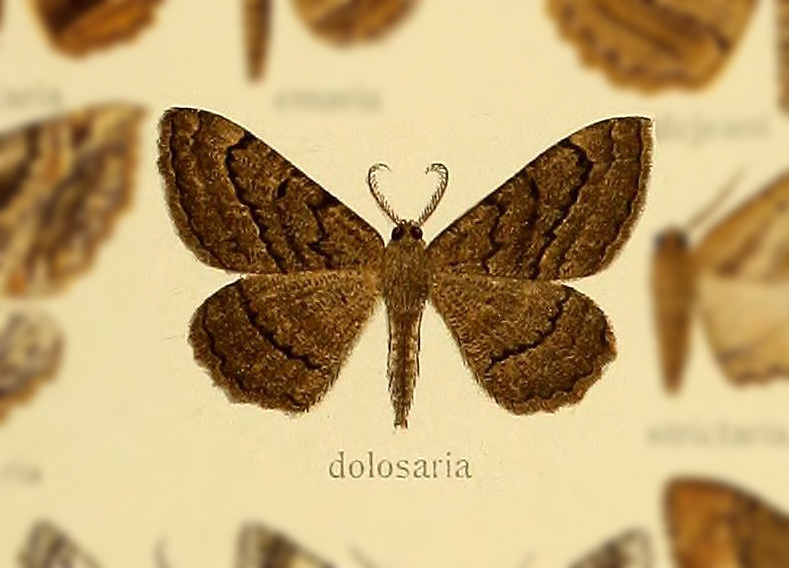 Ctenognophos dolosaria