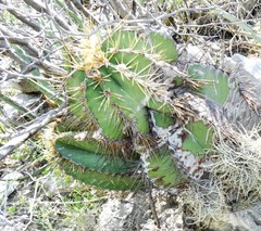 Astrophytum ornatum