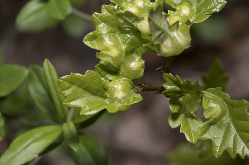 Oak Curved-leaf Gall Wasp
