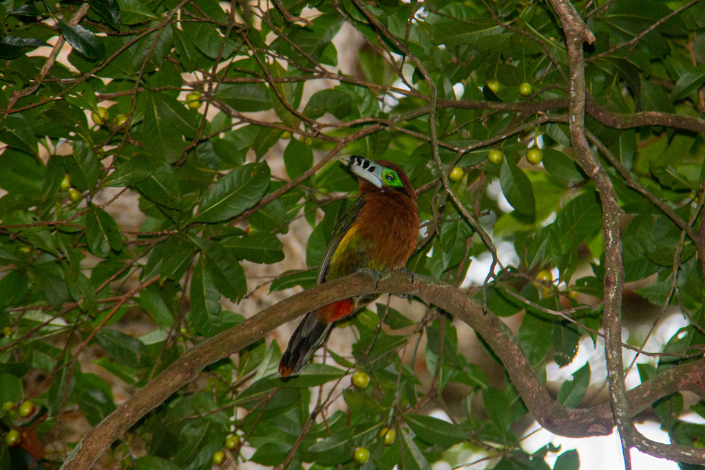 Spot-billed Toucanet