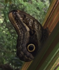 Caligo oileus scamander