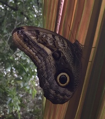 Caligo oileus scamander