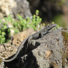 Boettger's Lizard photo 4