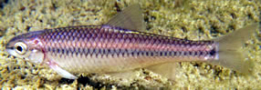 Devils River Minnow