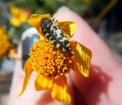 Acmaeodera decipiens