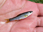 Devils River Minnow photo 3
