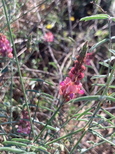 Onobrychis gracilis (Onobrychis gracilis)